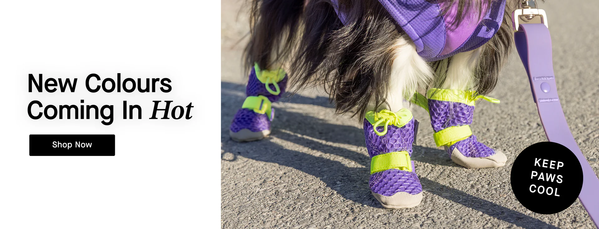 Style That Fits Every Tail